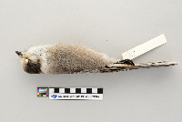 Perisoreus canadensis image