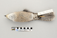 Perisoreus canadensis image
