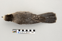 Perisoreus canadensis image