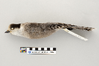 Perisoreus canadensis image