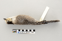 Perisoreus canadensis image