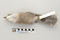 Perisoreus canadensis image
