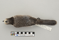 Perisoreus canadensis image