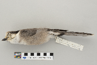 Perisoreus canadensis image