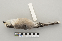 Perisoreus canadensis image