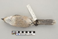 Perisoreus canadensis image