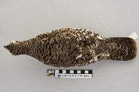 Dendragapus canadensis image