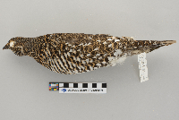 Dendragapus canadensis image