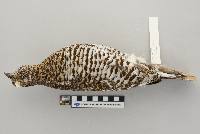 Dendragapus canadensis image