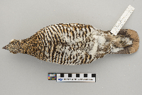 Dendragapus canadensis image