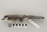 Perisoreus canadensis image