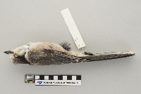 Perisoreus canadensis image