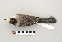 Perisoreus canadensis image