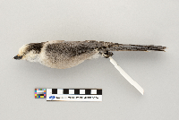 Perisoreus canadensis image