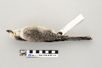 Perisoreus canadensis image