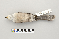 Perisoreus canadensis image