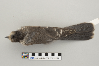 Perisoreus canadensis image