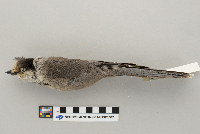 Perisoreus canadensis image