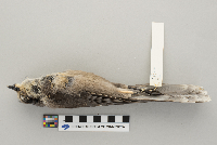 Perisoreus canadensis image