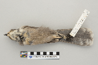 Perisoreus canadensis image
