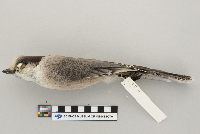Perisoreus canadensis image
