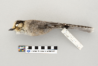 Perisoreus canadensis image