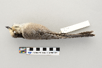 Perisoreus canadensis image