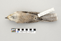 Perisoreus canadensis image