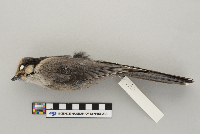 Perisoreus canadensis image