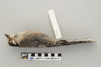 Perisoreus canadensis image