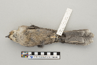 Perisoreus canadensis image