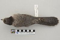 Perisoreus canadensis image