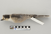 Perisoreus canadensis image