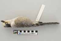 Perisoreus canadensis image