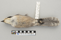 Perisoreus canadensis image