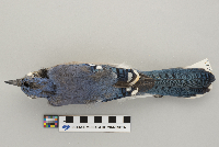 Cyanocitta cristata image