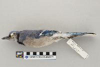 Cyanocitta cristata image