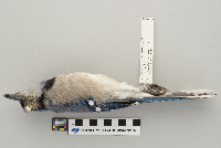 Cyanocitta cristata image