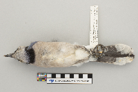 Cyanocitta cristata image