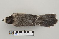 Perisoreus canadensis image