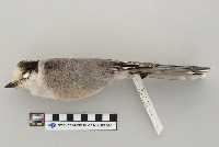 Perisoreus canadensis image