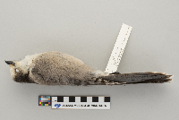 Perisoreus canadensis image