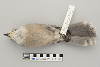 Perisoreus canadensis image