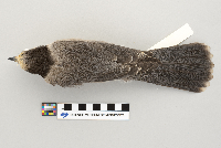 Perisoreus canadensis image