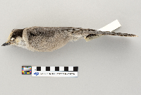 Perisoreus canadensis image