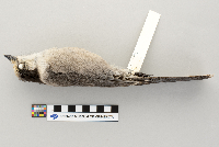 Perisoreus canadensis image