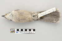 Perisoreus canadensis image