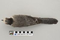Perisoreus canadensis image