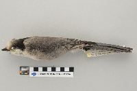 Perisoreus canadensis image