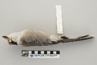 Perisoreus canadensis image